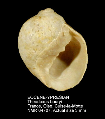 EOCENE-YPRESIAN Theodoxus bouryi.jpg - EOCENE-YPRESIANTheodoxus bouryi(Cossmann,1888)